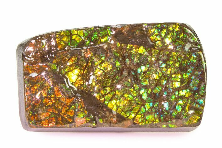 Iridescent Ammolite (Fossil Ammonite Shell) - Rainbow Colored #336285